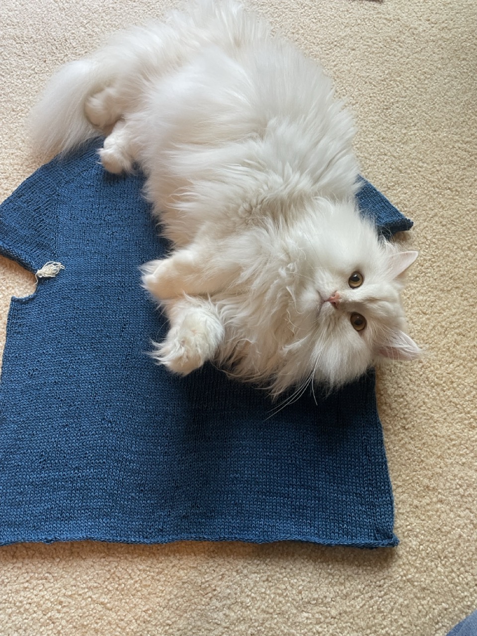 the body of my shirt finished, no sleeves yet, my cat oscar photobombing