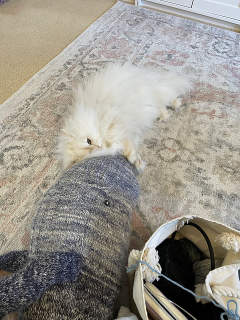 a fluffy white cat holds the knit whales nose gently